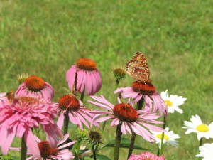 Butterflies at work