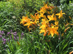 Great Orange Daylillies