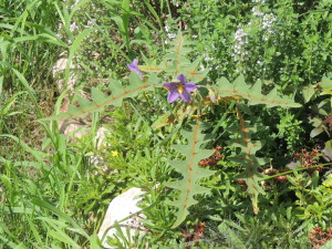 Porcupine tomato