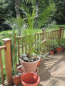 Santa Barbara Palm