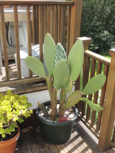 Ten year old cactus